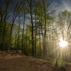 lrv-house-sunflare-dark